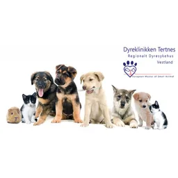 Dyreklinikken Tertnes
Regionalt Dyresykehus Vestland RDV logo